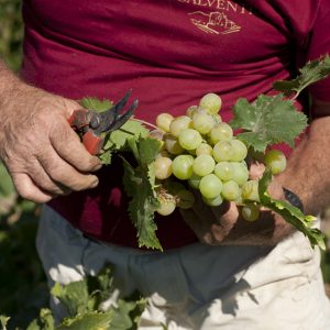 Uvas de Bodegas H. Calvente - Sabor Granada