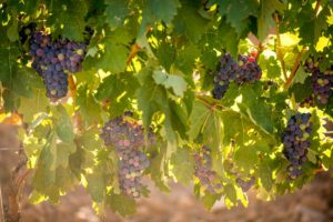 Bodegas vilaplana mincal - Sabor Granada