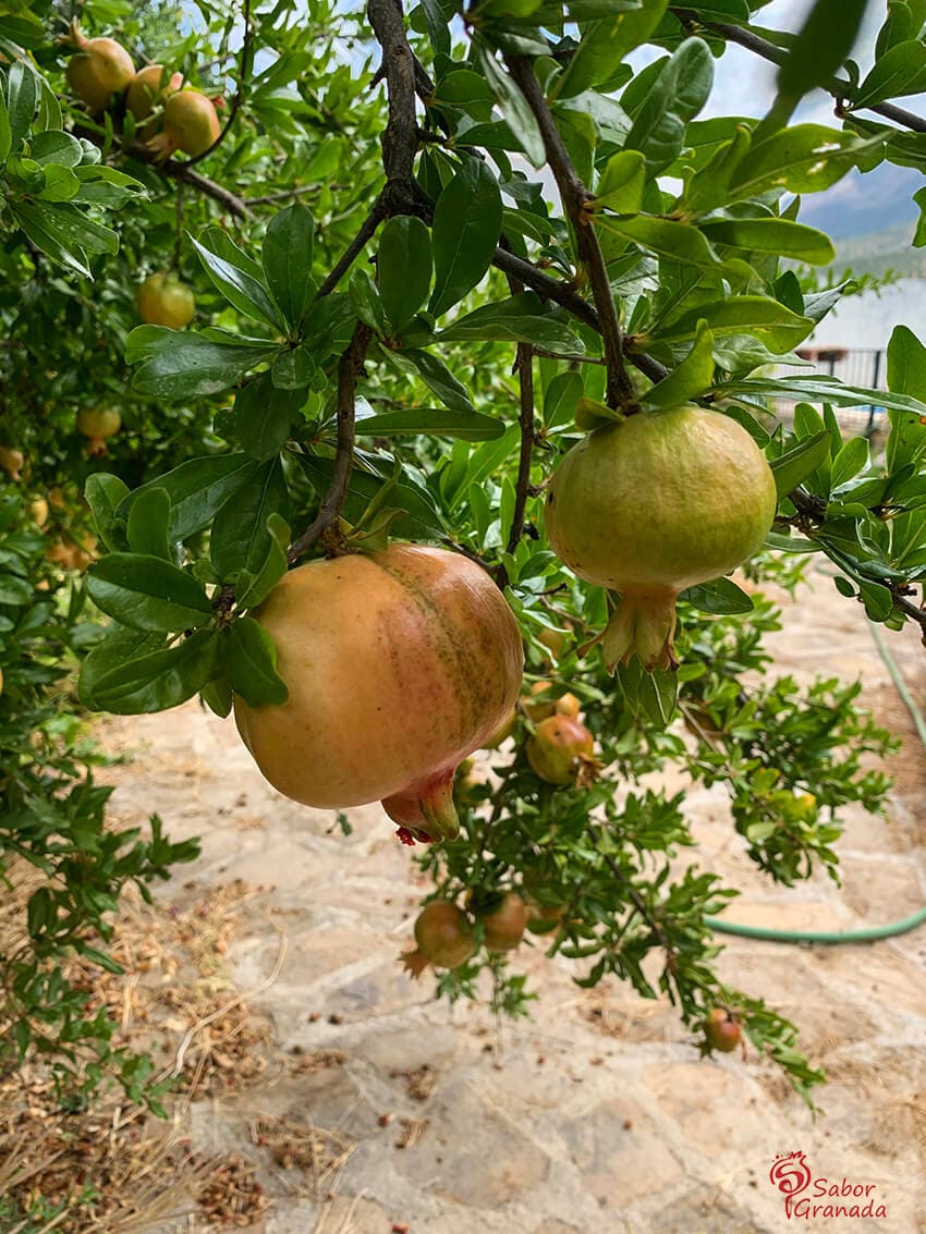 Plantación de frutas para mermelada de Plain and Simple - Sabor Granada